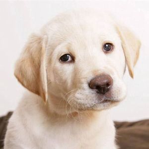 Meet your Posher, Kylie